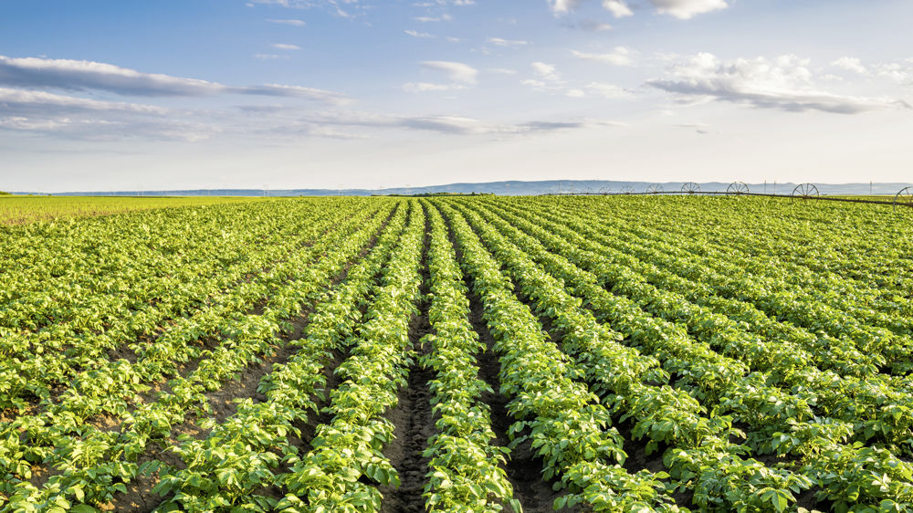 Face aux conséquences de la guerre en Ukraine, le ministère de l'agriculture a décidé d'activer un dispositif d'indemnisation exceptionnel pour soutenir les producteurs de pomme de terre féculières.